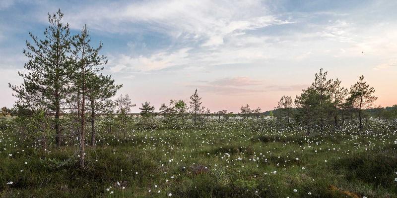 应急通信新支柱：无线自组织网络的工程部署与路由协议优化实践