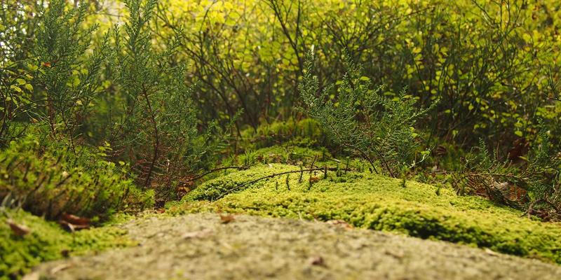 软件定义网络在通信工程中的实践：架构演进与自动化运维如何重塑网络服务